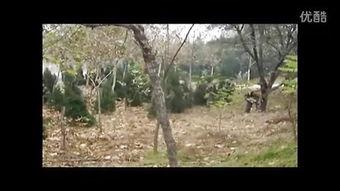 国产真实野战在线视频